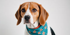 Best dry food for beagles