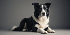 Best Dog Food for Border Collies