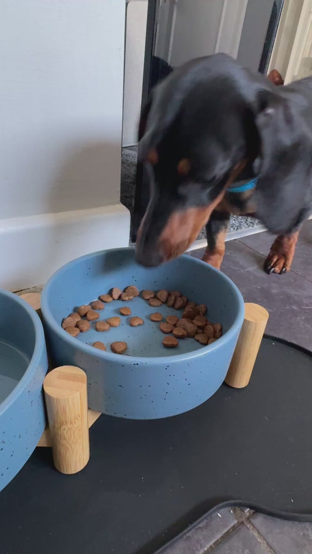 Load video: Bog finishing his bowl of ultimate pet foods, grain free