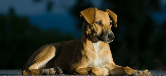 A-Game-Changer-for-Pet-Parents Ultimate Pet Foods