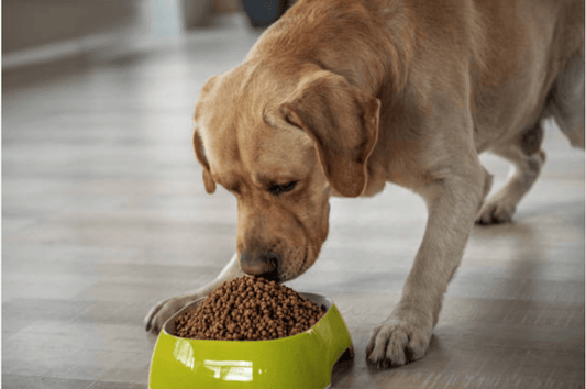 Success-Story-How-Ultimate-Digestive-Care-Transformed-Bella-s-Life Ultimate Pet Foods