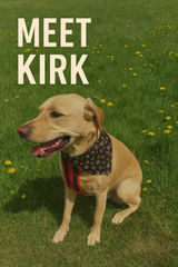 ellow Labrador named Kirk sitting on a grassy field filled with yellow dandelions, wearing a red harness and patterned bandana, with text overlay reading ‘Meet Kirk.